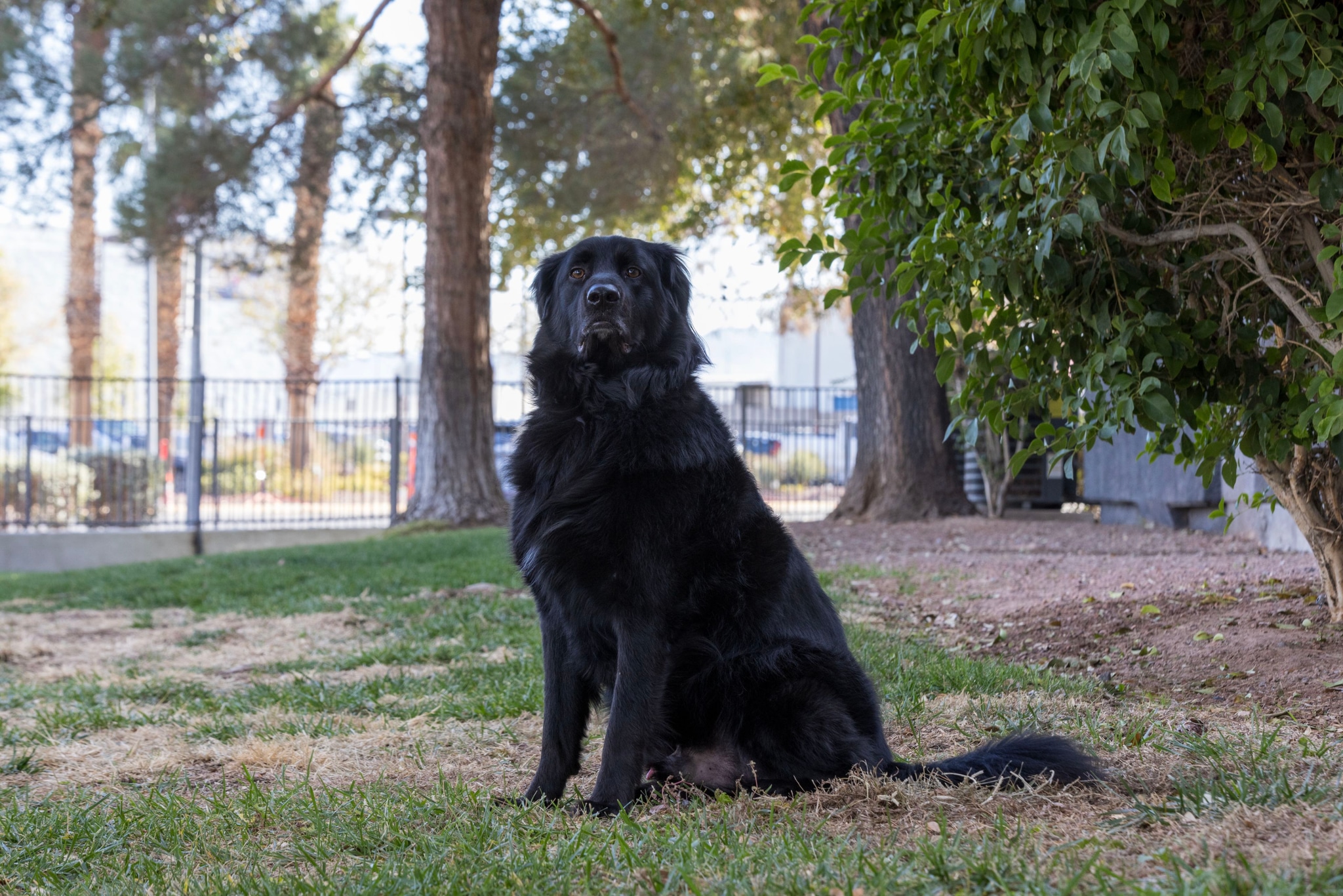 BARK PARK | HENDERSON, Nev.