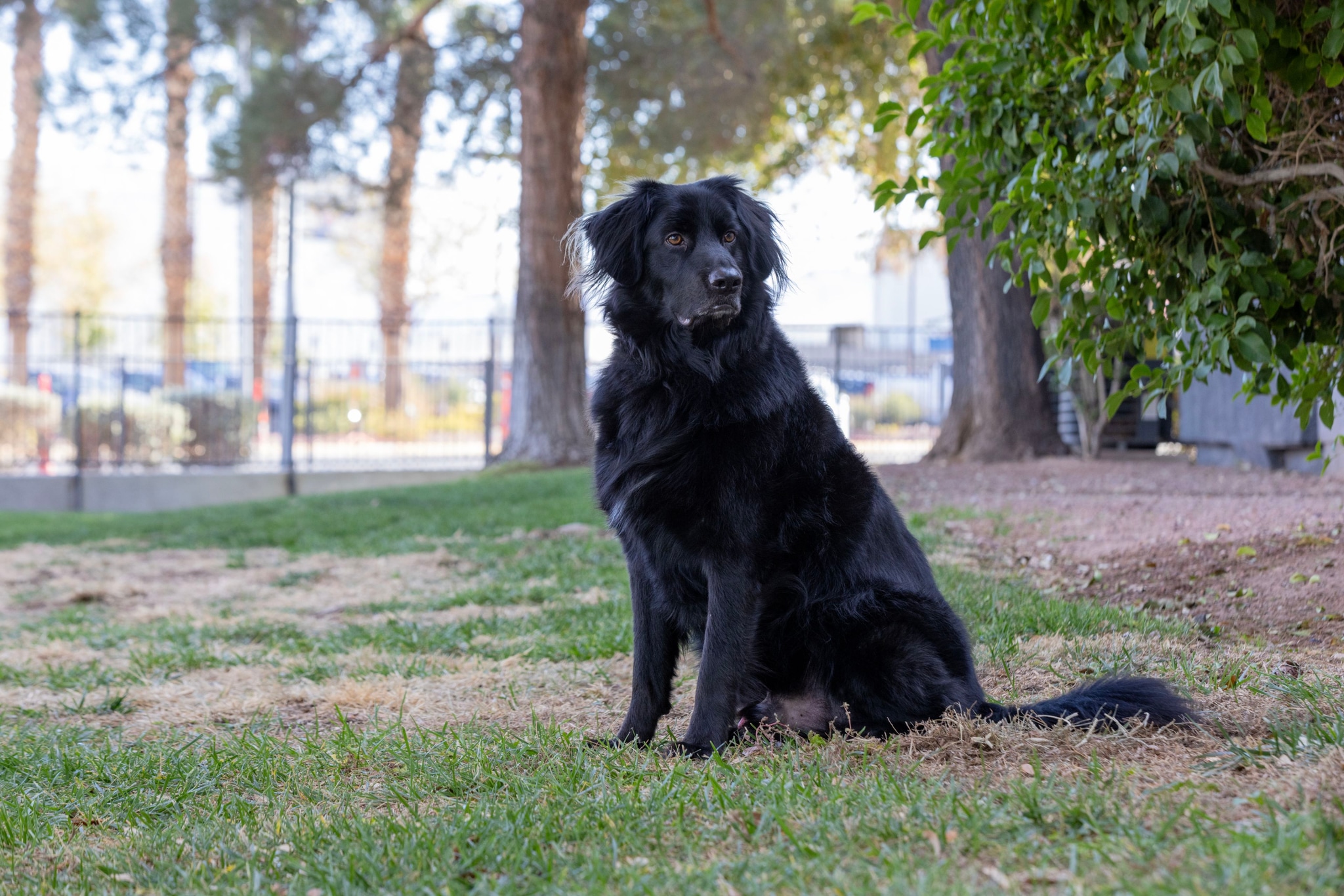BARK PARK | HENDERSON, Nev.